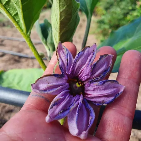 Il Nuraghe Del Coghinas