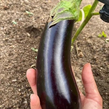 Bed & Breakfast Il Nuraghe Del Coghinas